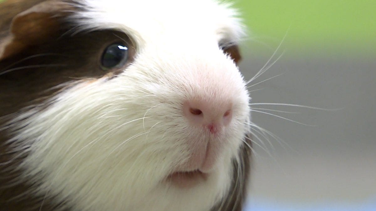 Unlocking the Secrets: Understanding Guinea Pig Vocalizations and Behaviors