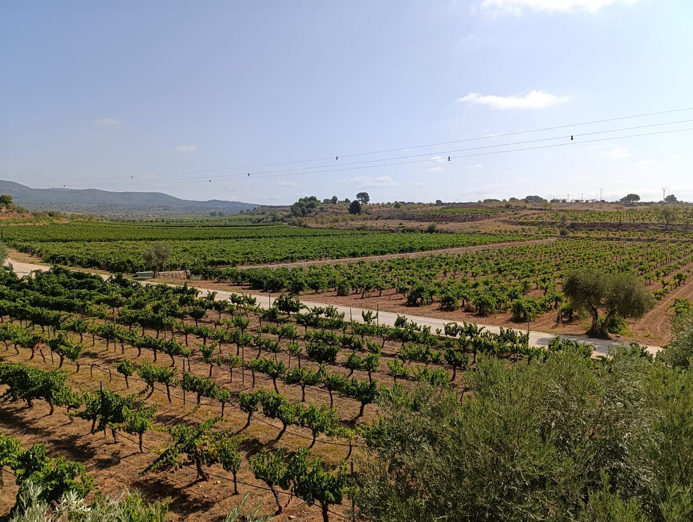 Liquid Dreams and Scarlet Soil: Discovering Utiel-Requena