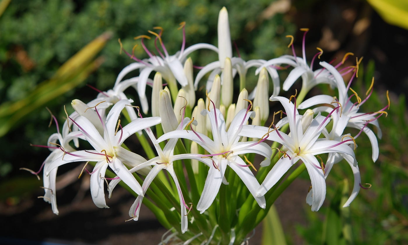Phytonutritional and aromatic profiles of Tulbaghia simmleri Beauv.