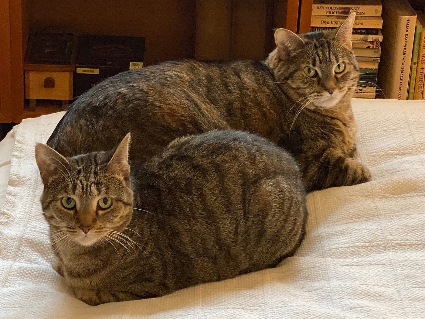 I Pet My Cat & My Cat Pets Me