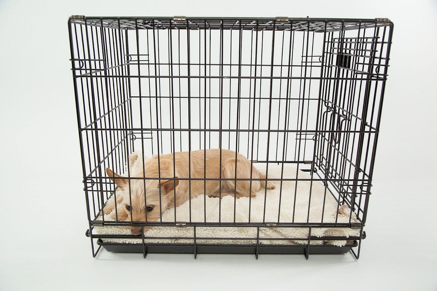 Setting Up Your Dog's Crate for Comfort & Safety