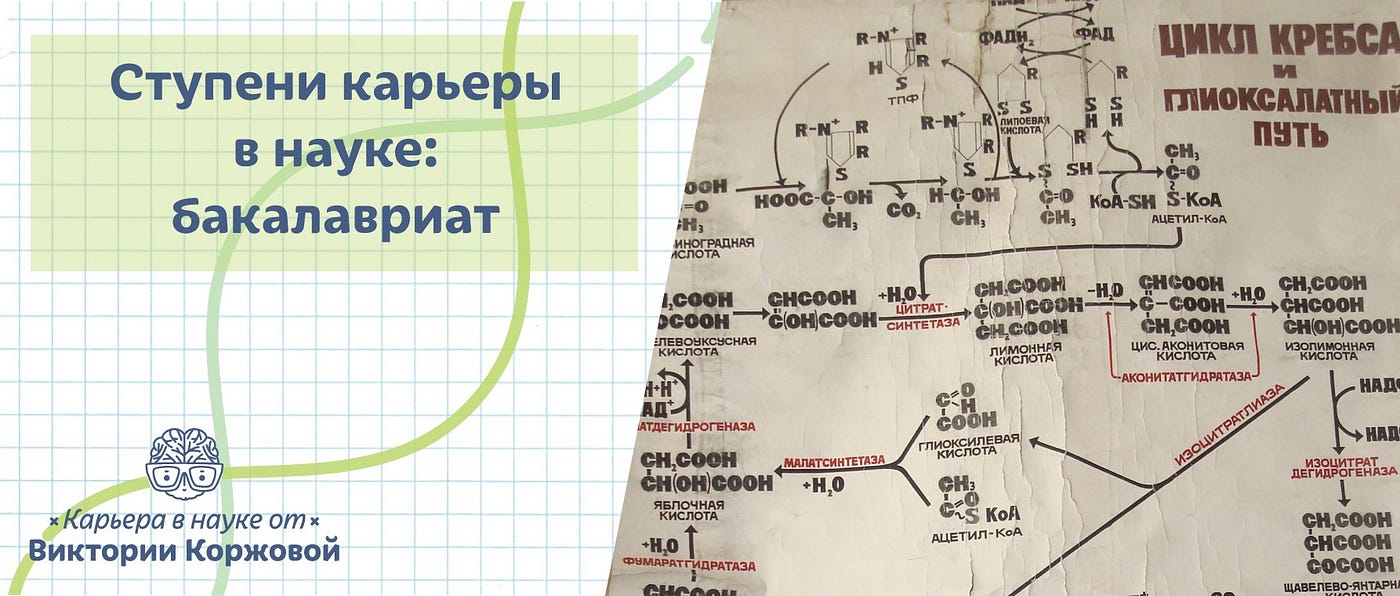 Научная карьера: Бакалавриат. Что такое бакалавриат в структуре… | by  Viktoria Korzhova | Блог про научную карьеру