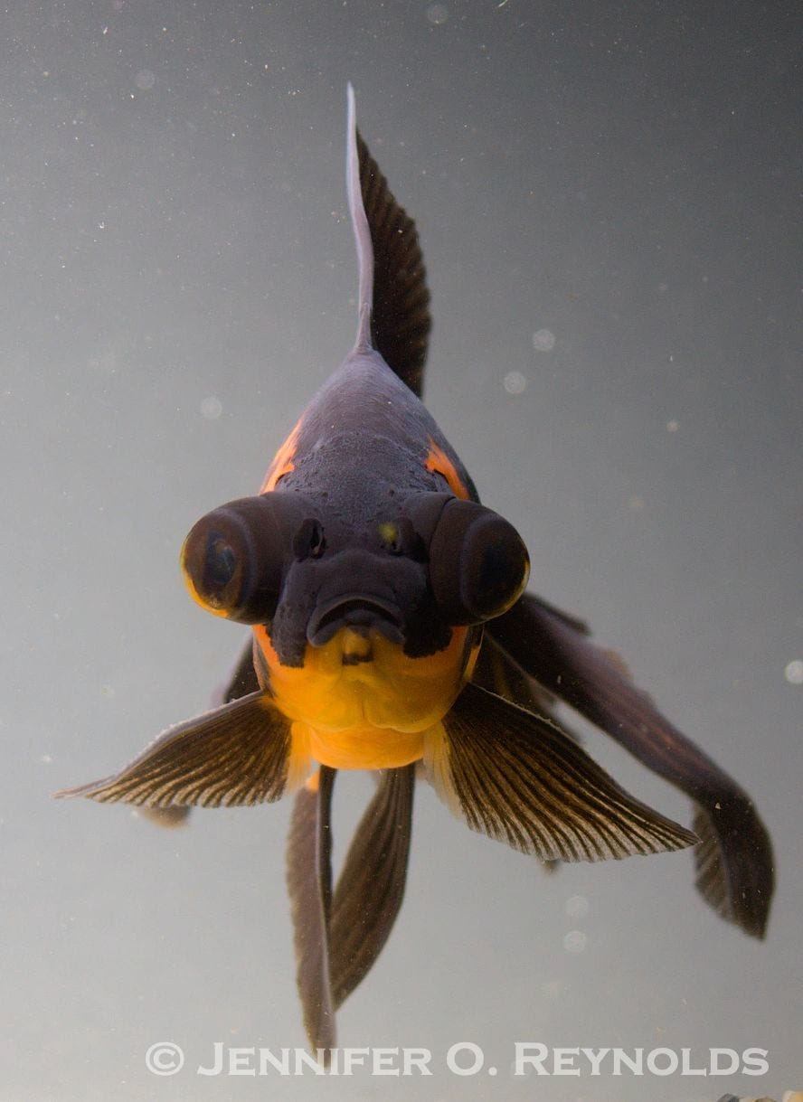 Feeding Ornamental Fish for Strong Fins: Ultimate Nutrition Tips