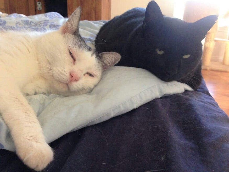 What Colors Do Cats Like: Surprising Shades That Attract Them