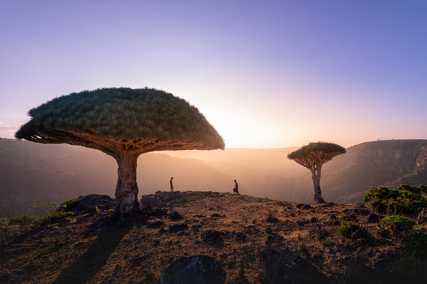 The famous dragon blood trees of Socatra (Photo by Andrew Svk on Unsplash)