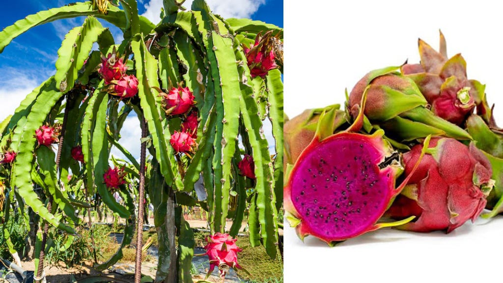 11 of The Best Dragon Fruit (Pitaya) Cultivars