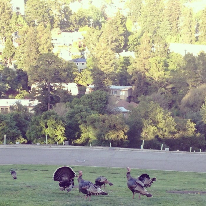 Mountain_view_cemetery_turkeys