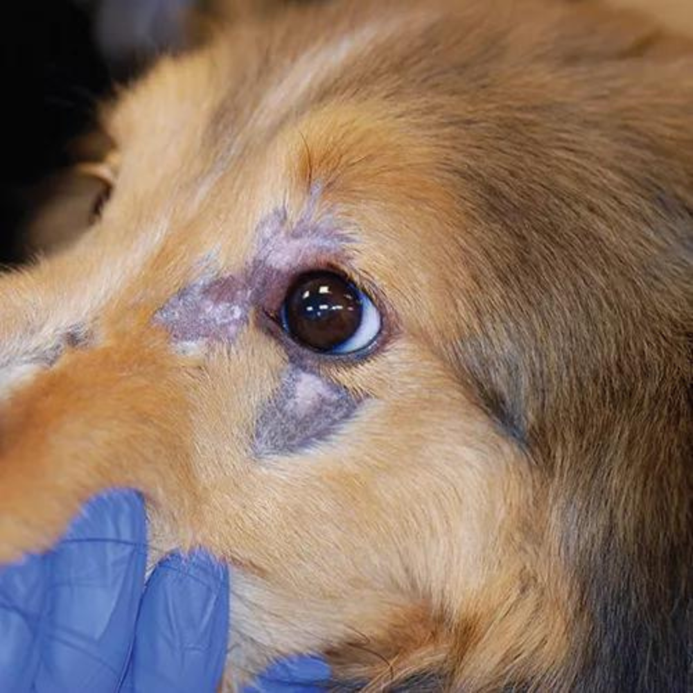 Polyautoimmunity manifest as inflammatory myopathy, uveitis, and  progressive cutaneous depigmentation in a mixed breed dog: a case report |  BMC Veterinary Research, image size:1000x1000