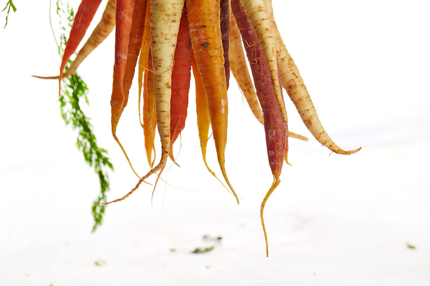 A bunch of rainbow carrots dangling above a white countertop for a dirty dozen article.