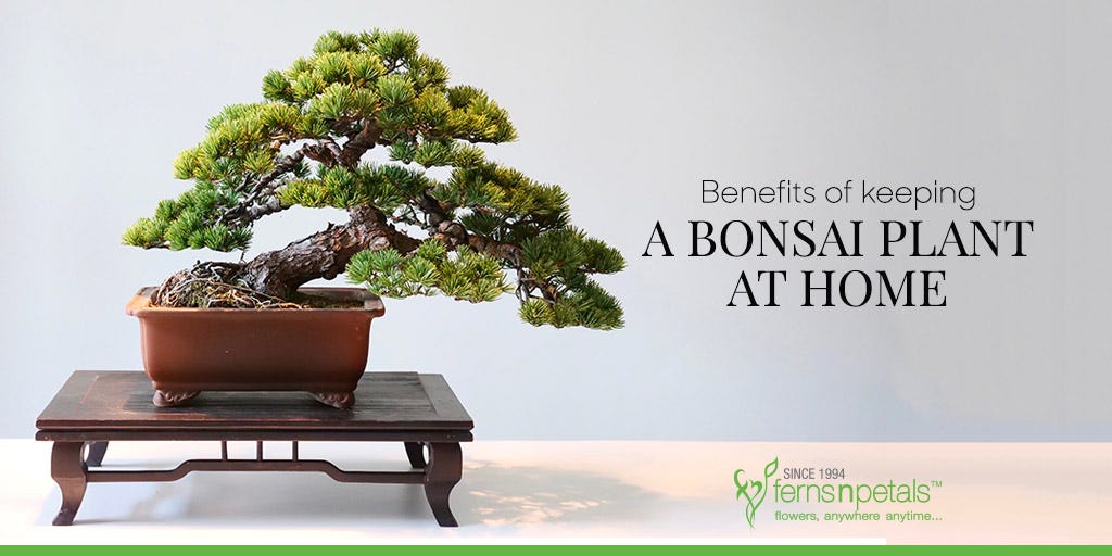 The Benefits of Keeping a Bonsai Tree at Home | by Mariya Kanegi | Medium