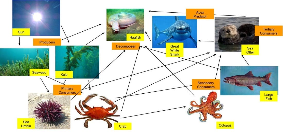 Tiger Shark Food Web