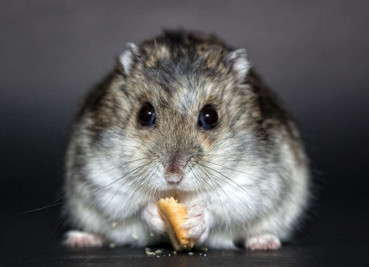 Hamster Lifespan: How Long Do They Really Live? 