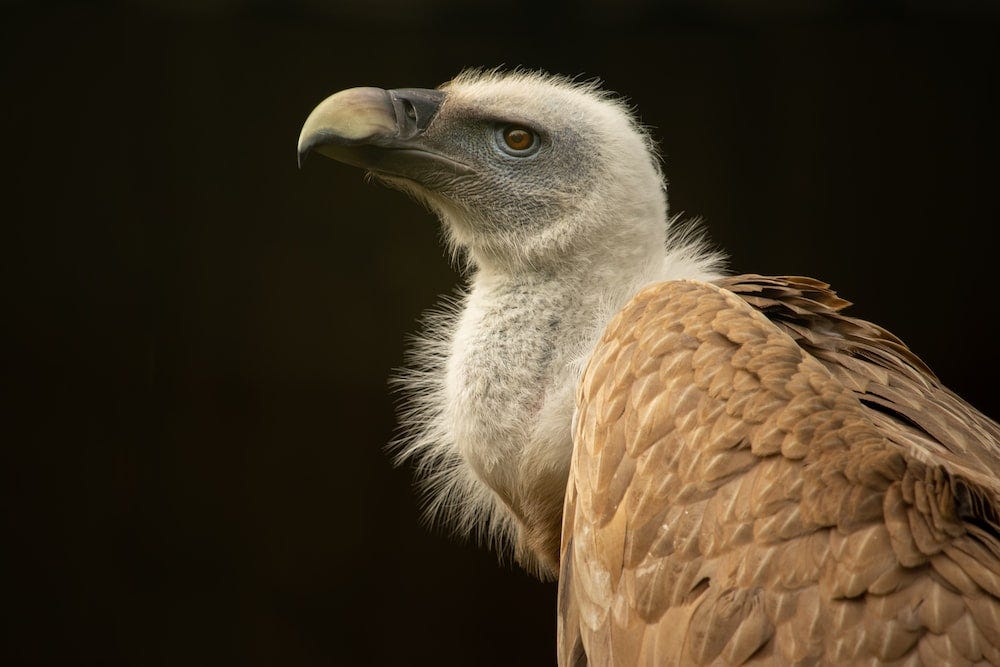 Ruppell's Griffon Vulture, Our Animals