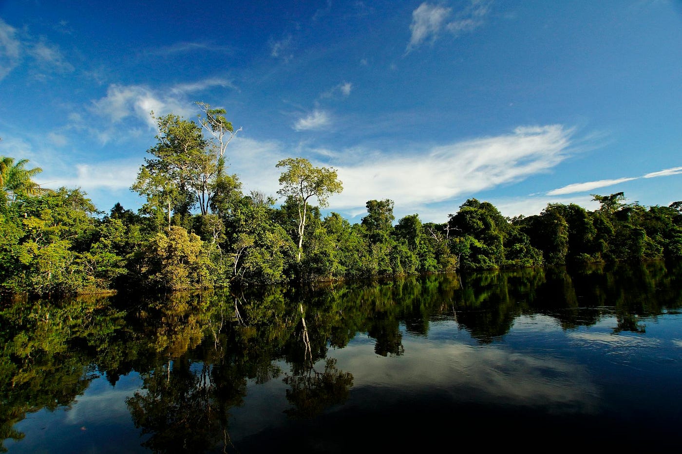 COP16 in Cali: Biodiversity, Human Health, and the Threat of Our Own “Upside Down”