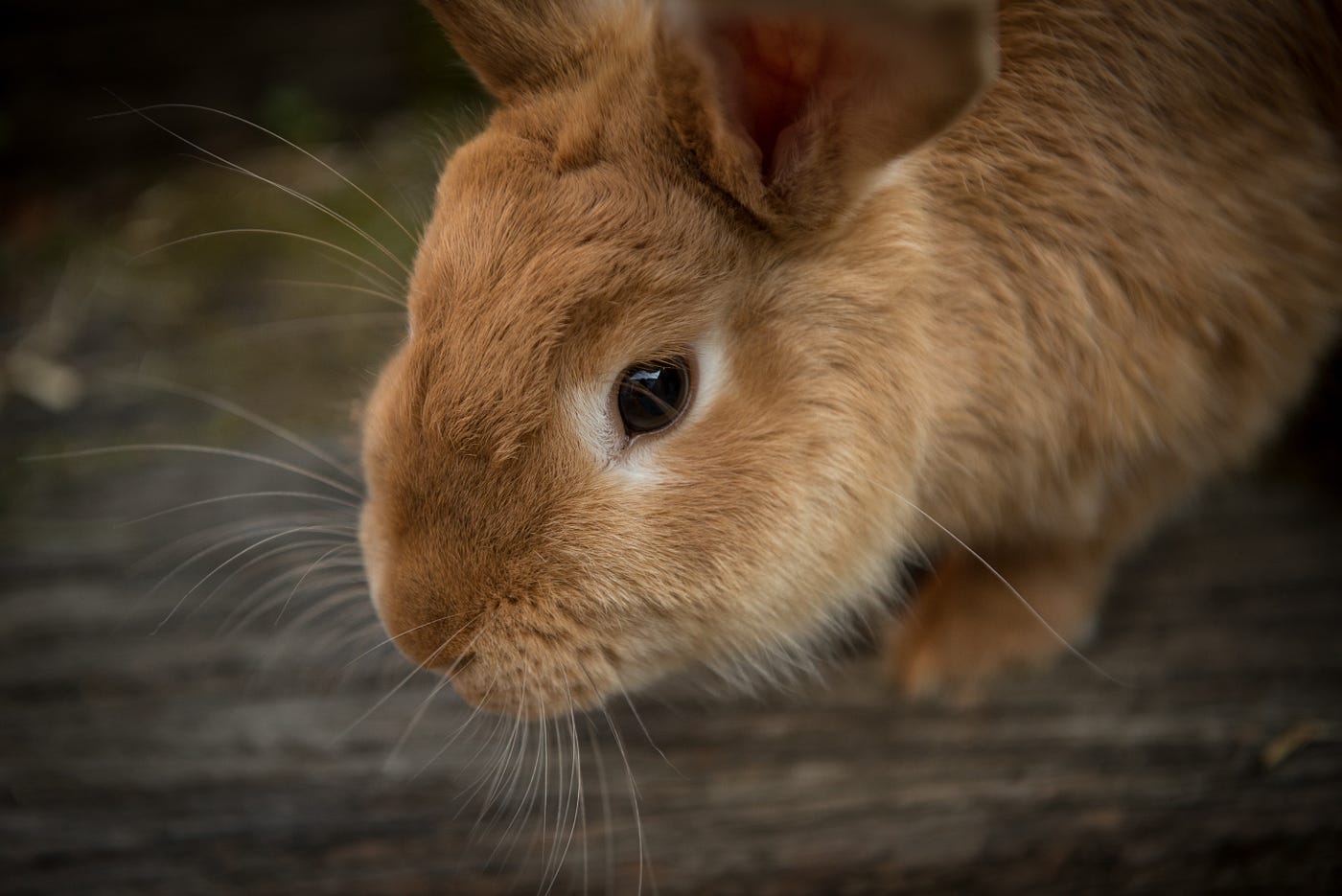 Saiba quais são as empresas de cosméticos que fazem testes em animais