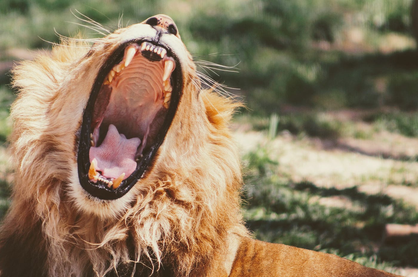 Algorithm discovers that every lion has a unique and trackable roar