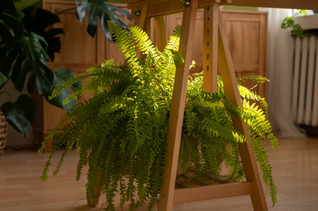 8 Indoor Plants That Absorb Humidity Naturally | by Safiafouhal | Medium