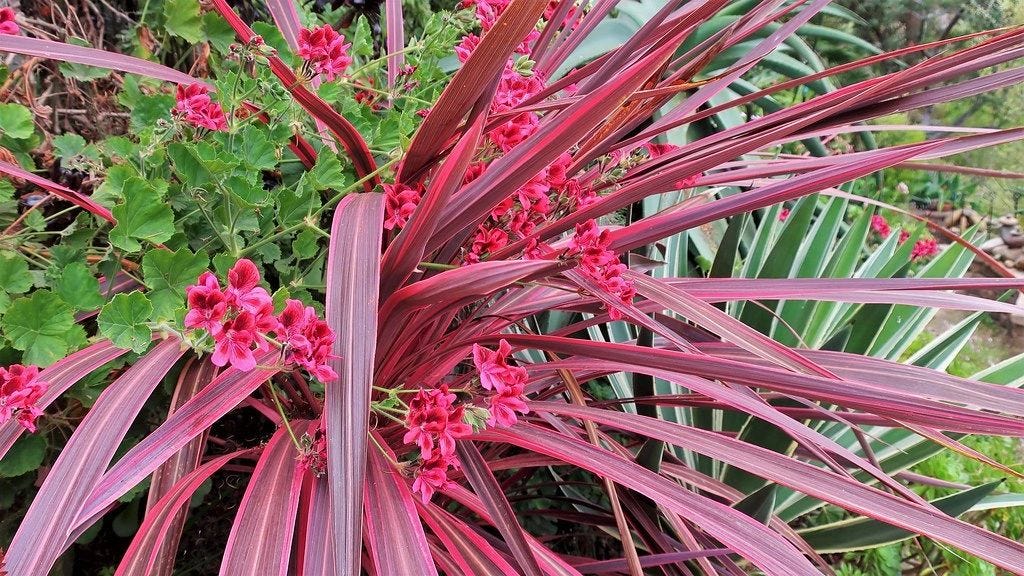 10 garden plants with strap-shaped leaves, by Peter Miles, Age of  Awareness