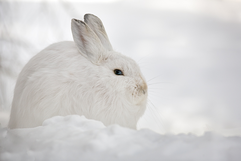 As winter slowly ends, a look at animal survival tactics