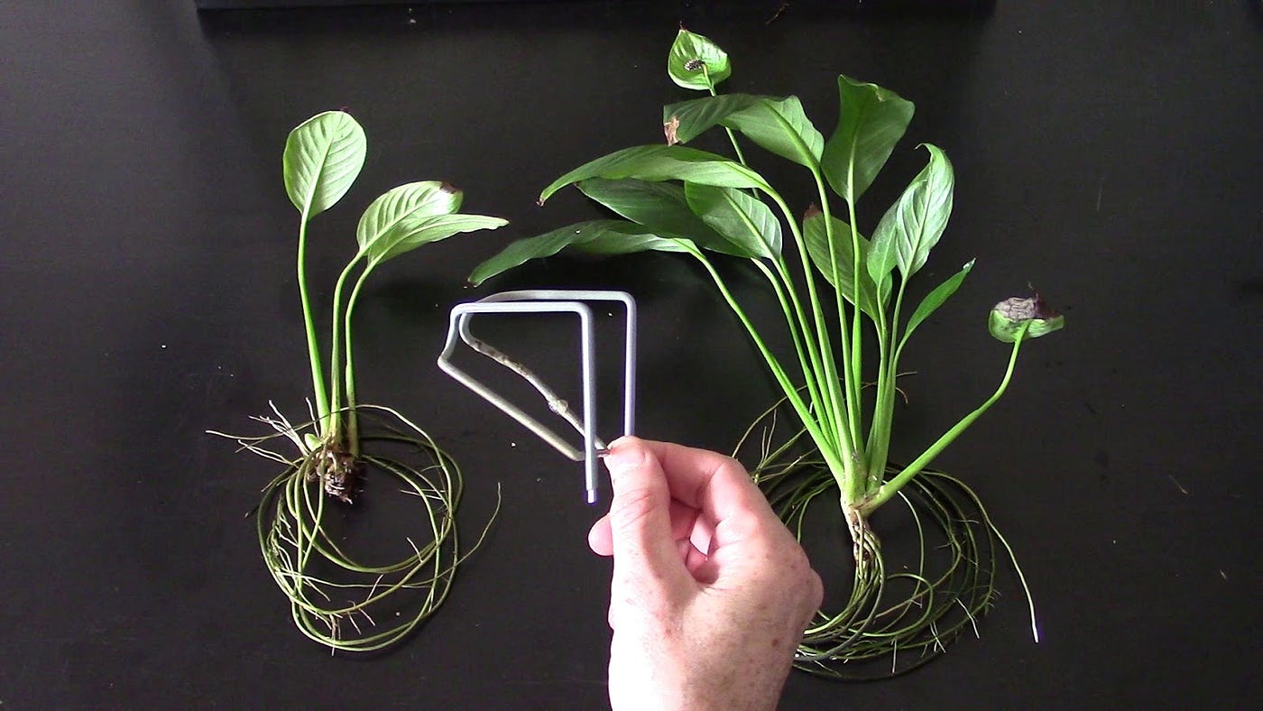 aquaponics-peace-lily-in-aquarium-by-michael-langerman