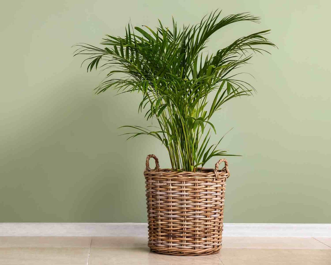 8 načina da pomognete Areca Palmi sa smeđim vrhovima i lišćem