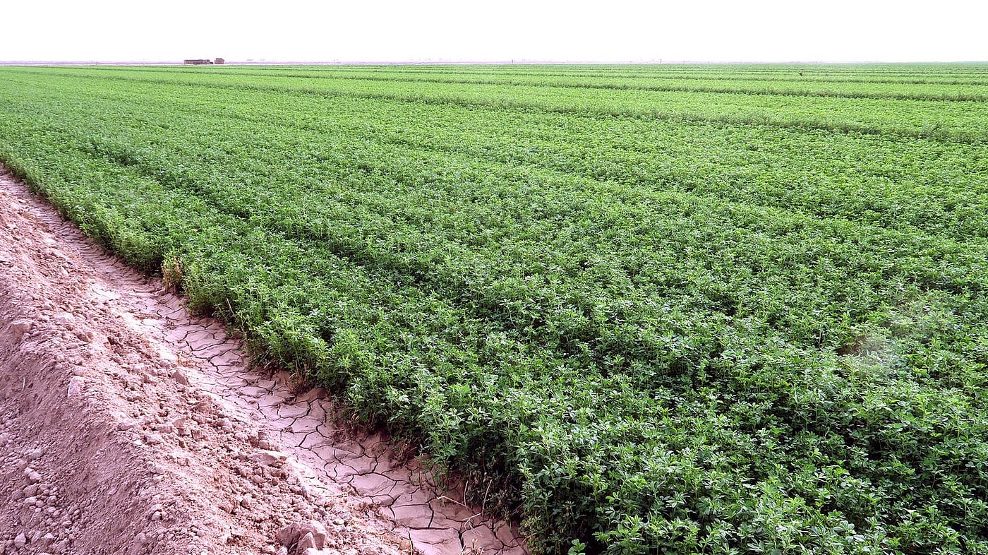 Irrigated alfalfa field in California’s Imperial Valley. [Credit: The author.]