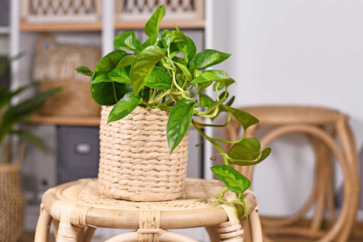 pot for zz plant 4" Pot ZZ Plant