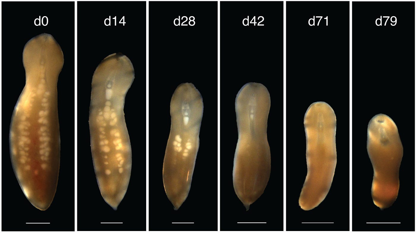 The curious life of the three-banded panther worm