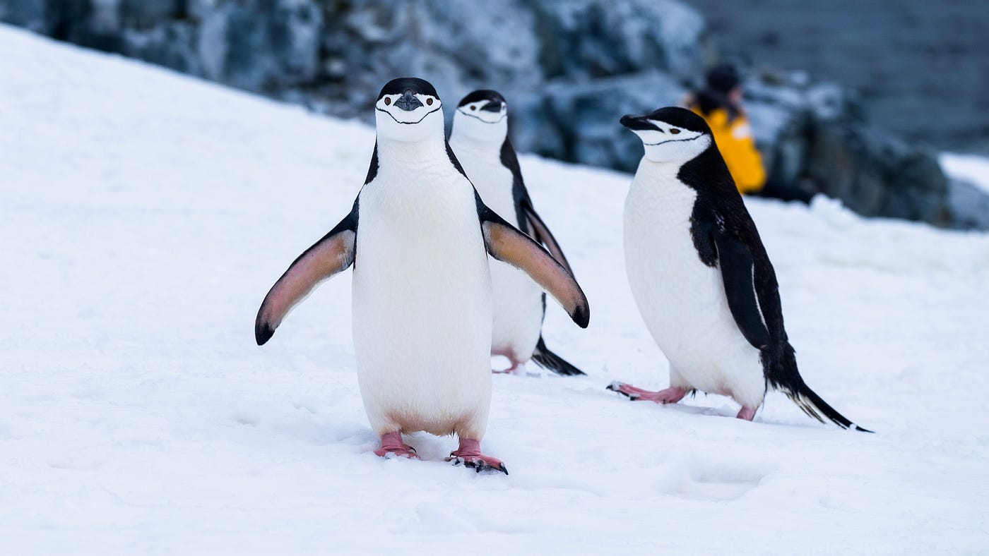 Unfreeze Penguins  Esses pinguins simpáticos precisam ser