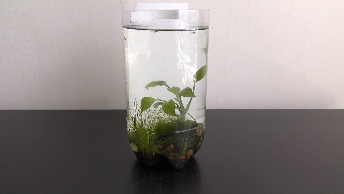 Growing Peace Lily Underwater. March 20th, 2017 At least one of the | by  Michael Langerman | Medium