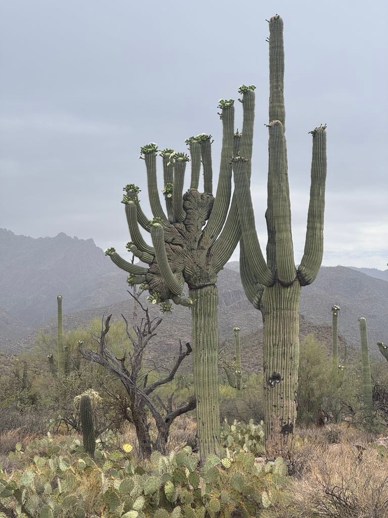 parfum louis vuitton cactus garden Louis Vuitton - Cactus Garden