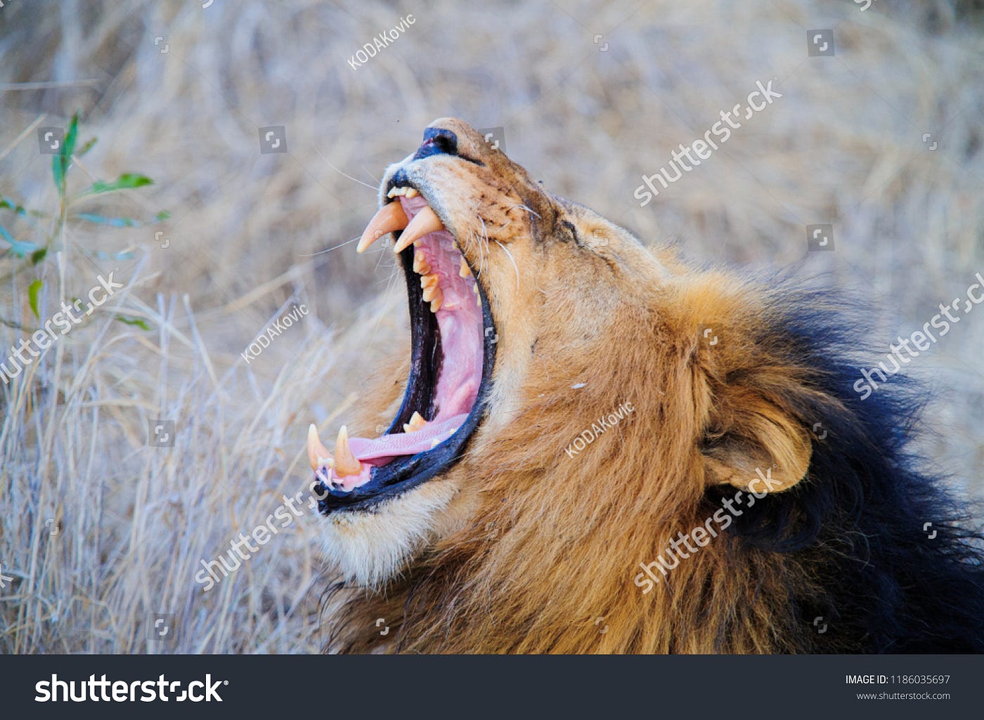 Today’s TERRIBLE advice: on the sublime wisdom of bumming a 100-lion choir