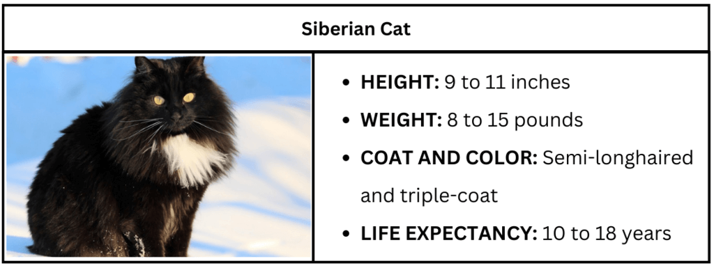 What Breeds of Cats are Black And White: Stunning Feline Varieties