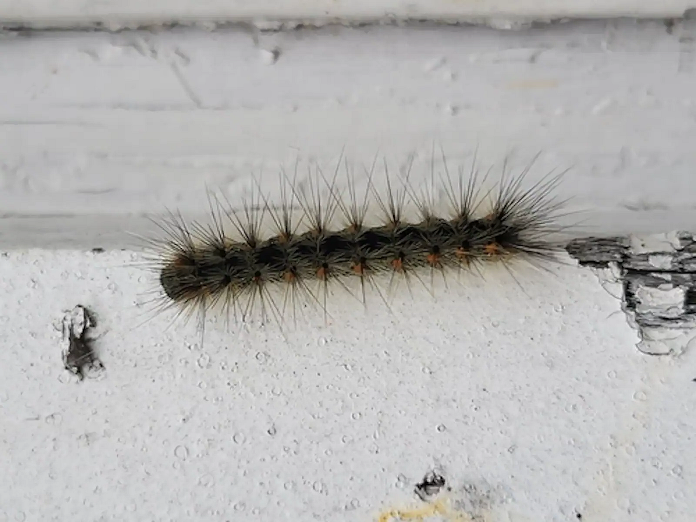 A photograph of a fall webworm caterpillar uploaded by a user in Sydney, N.S., on iNaturalist. (Sarah Smith/iNaturalist) CC BY.