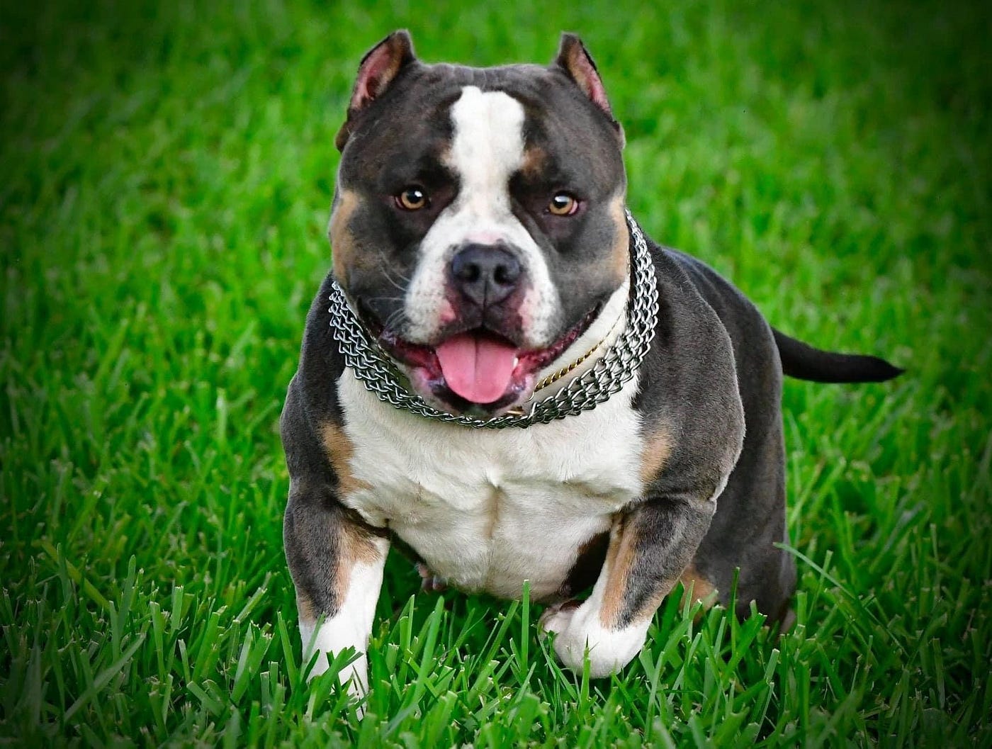 Exploring the 2023 American Bully Prices: How Much Does the Perfect  Companion Cost? 