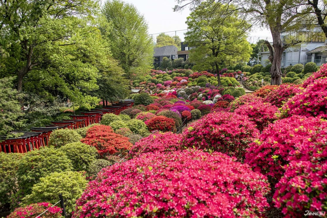 What to Plant With Azaleas? Maximizing Your Garden's Beauty.