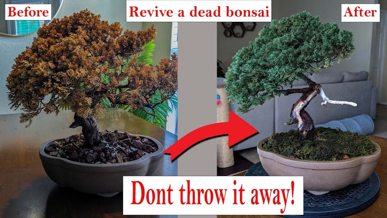 Why Does My Bonsai Tree Look Like It's Dying? | by Mariya Kanegi | Medium
