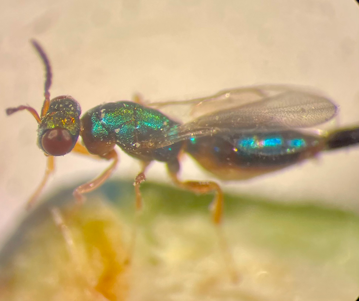 https://cmns.umd.edu/news-events/news/exploring-secret-lives-figs-and-fig-wasps