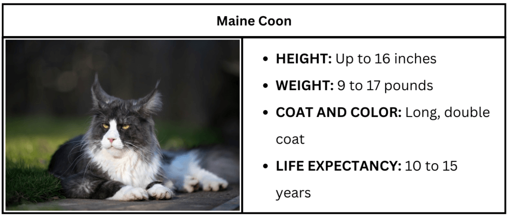 What Do You Call a Cat Breeded: Ultimate Guide to Cat Breeds