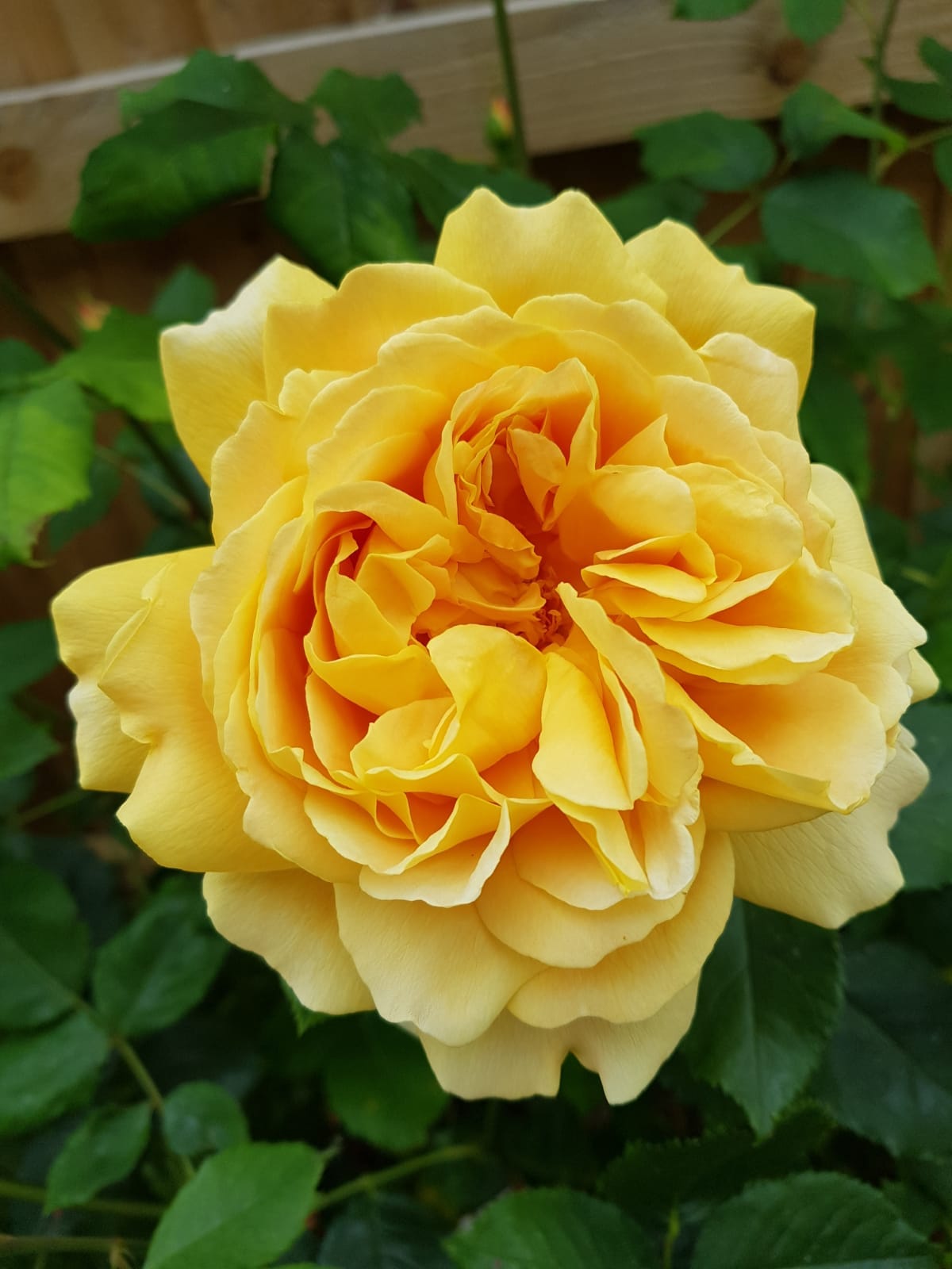 A Look at Our Favorite Roses for Containers