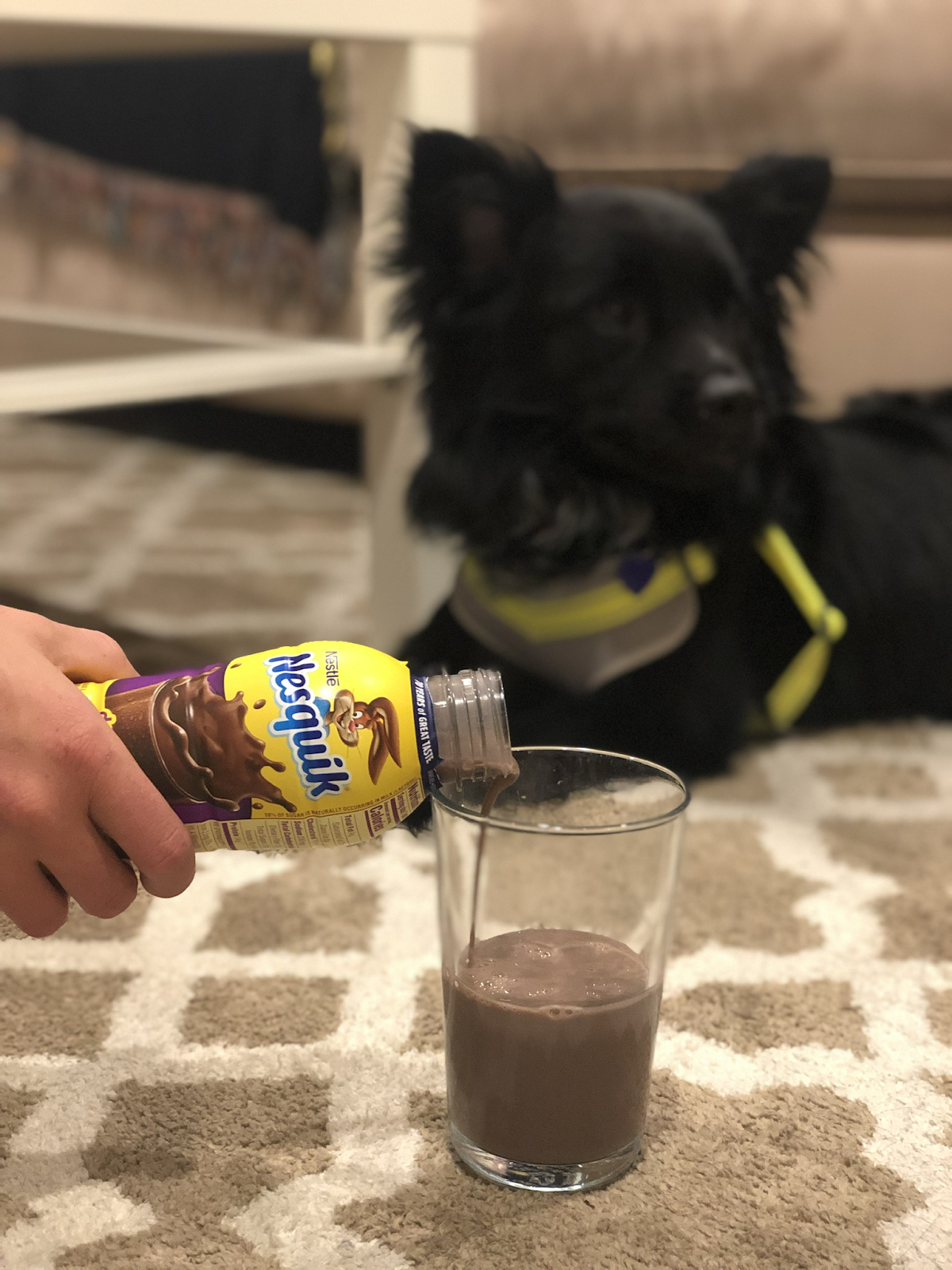 Dog drank 2024 chocolate milk