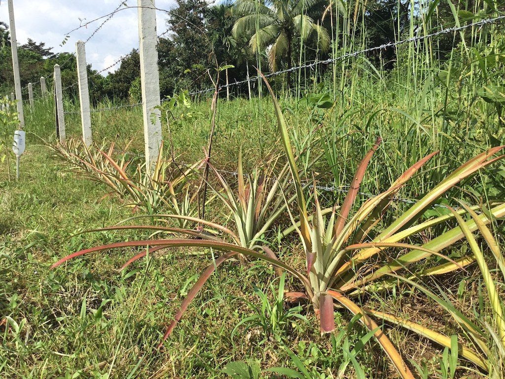 How Do Pineapples Grow? | by Thinglish Lifestyle | Medium