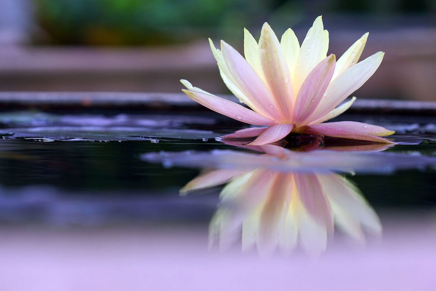 The world's most beautiful flowers in pictures | by The b | The b ...