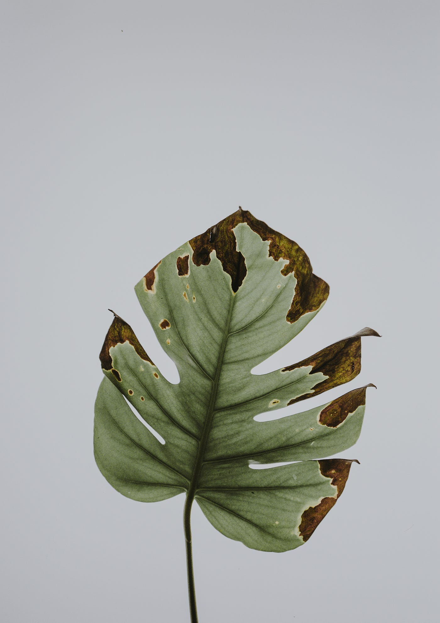 monstera plant potted Indoor Monstera Plant