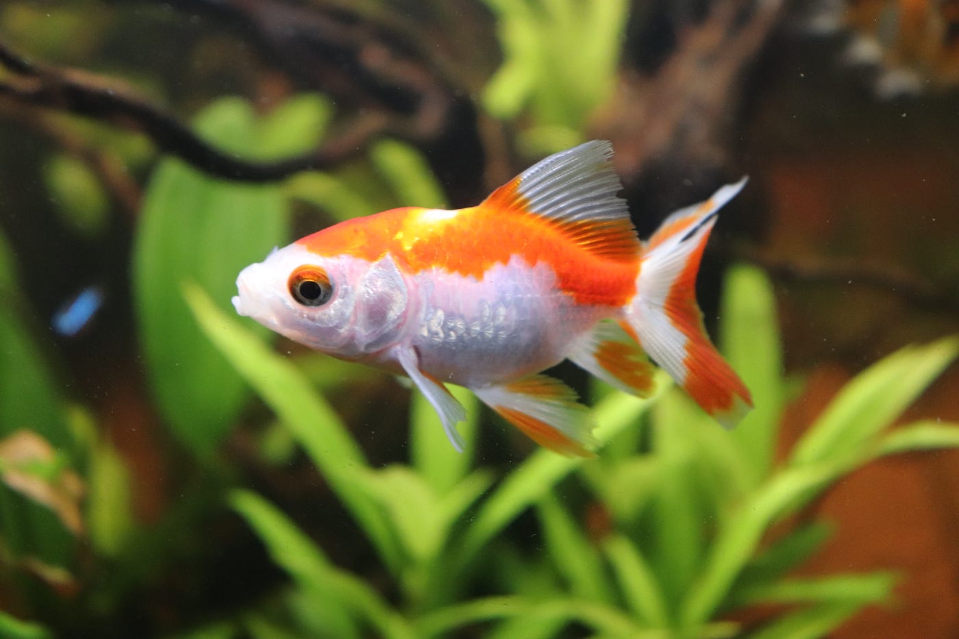 Benefits of Goldfish in Planted Aquariums, by EZ Waters