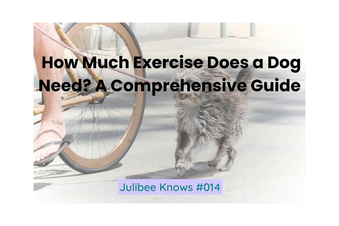 How Much Exercise Do Dogs Need?