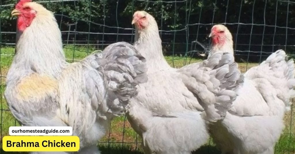 12 Top Most Largest Chicken Breeds, by Ourhomesteadguide, Jan, 2024