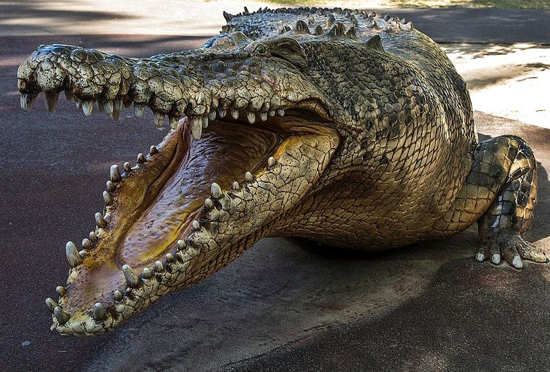 Crocodile Jaws: Their One-Way Strength | by John Welford | Medium