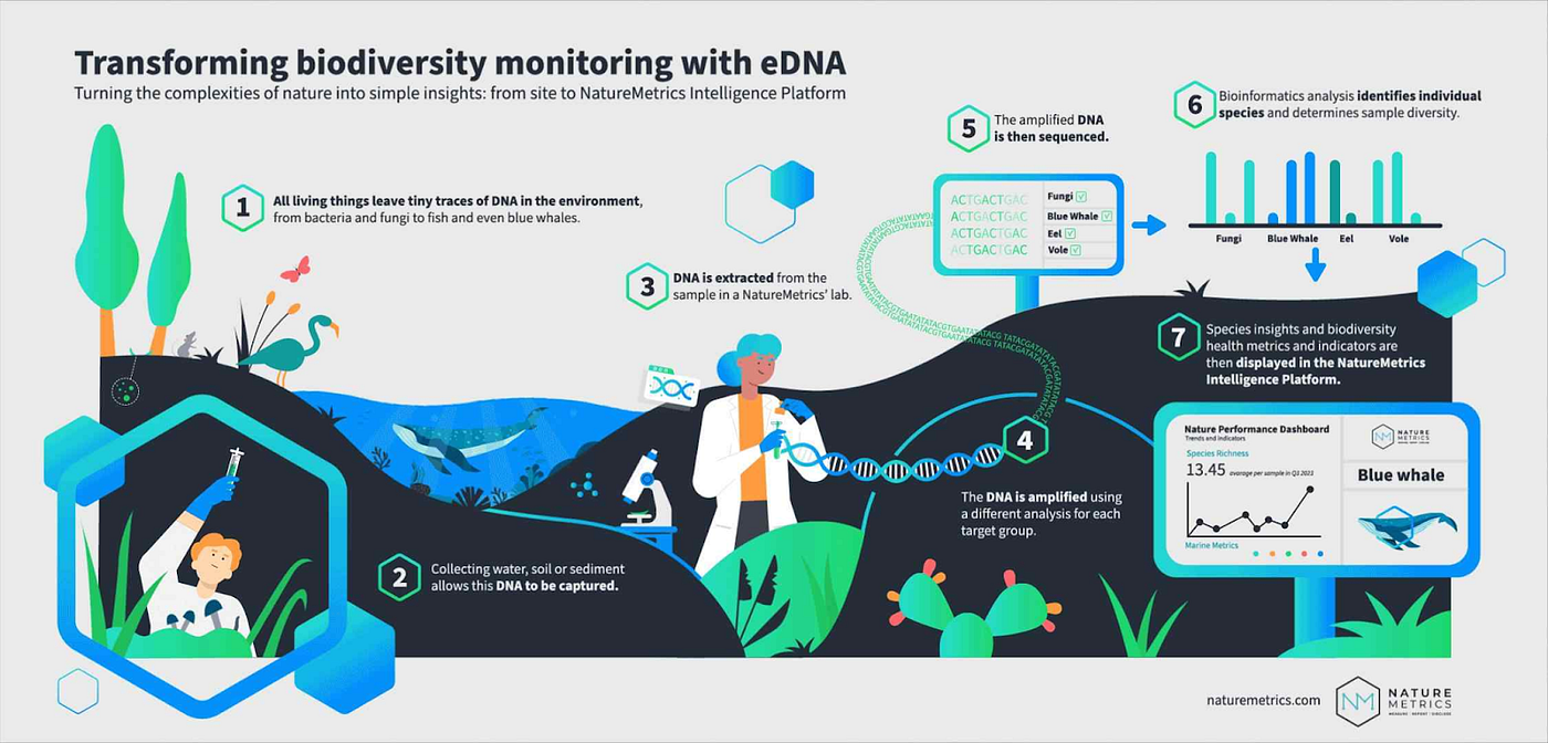 Transforming Biodiversity Monitoring with eDNA Environmental DNA (eDNA) helps scientists monitor biodiversity in seven simple steps: (1) All living things leave DNA traces in their environment, like soil or water. (2) These traces are collected through sample gathering. (3) In the lab, DNA is extracted from the samples. (4) The DNA is then amplified using PCR. (5) Amplified DNA is sequenced to reveal genetic information. (6) Bioinformatics identifies species and measures diversity. (7) Finally, results are displayed on a platform showing biodiversity trends and metrics, helping track and protect ecosystems. Source: https://www.naturemetrics.com/knowledge-hub/edna