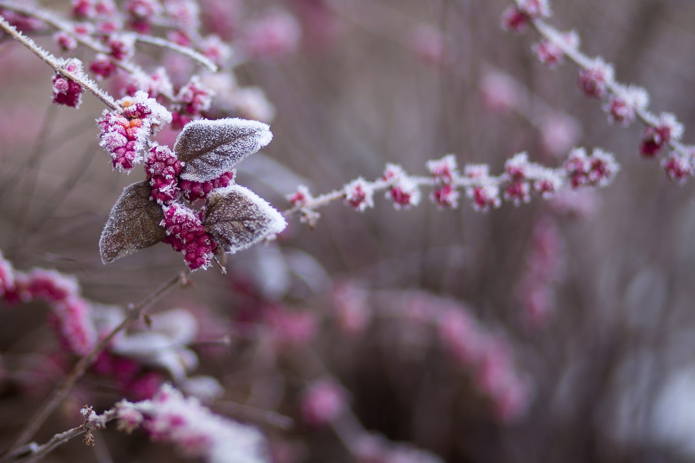 Photo by freestocks.org on Unsplash